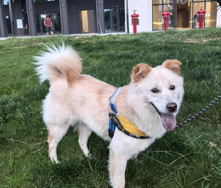 狗狗皮肤病反复如何增强免疫力