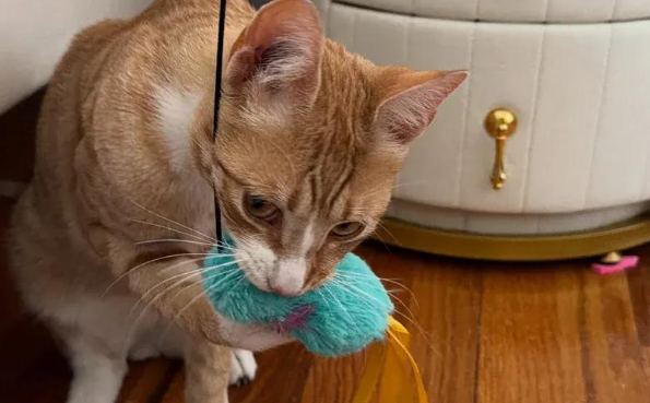 流浪猫冬夜求生，鼓起勇气的一次伸爪，换来了它喵生的巅峰