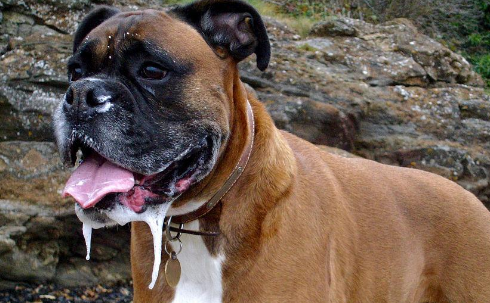 狗狗突然开始一直流口水是怎么回事