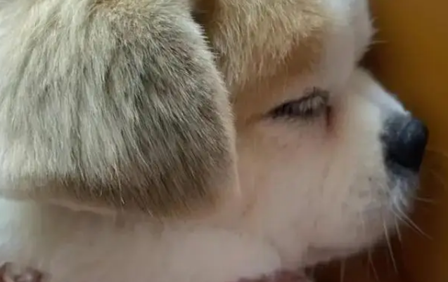 混血土狗凭侧脸走红，主人说正脸一般，网友：你对“一般”有误解