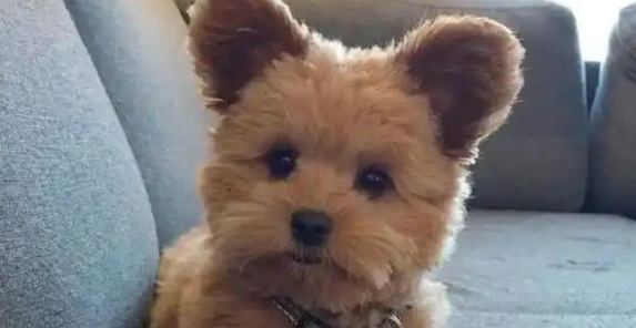 泰迪因“大嗓门”被恶意抛弃,医生收留,一年涨五十万粉丝 泰迪因“大嗓门”被恶意抛弃,医生收留,一年涨五十万粉丝