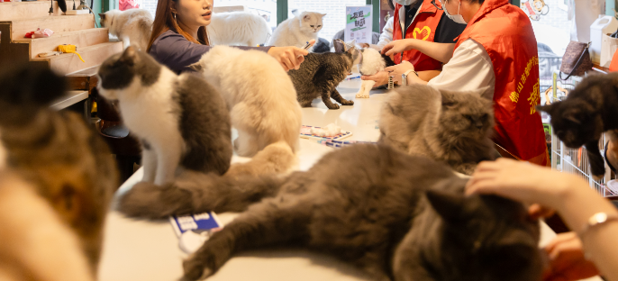 爱心续航 守护不止 “关爱流浪猫,共筑健康城”2025年度公益活动 爱心续航 守护不止 “关爱流浪猫,共筑健康城”2025年度公益活动