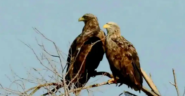 白尾海雕：生态角色与生活特征的全面揭秘