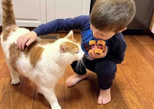 流浪猫半生漂泊终遇真爱，小男孩圣诞许愿，喜得新欢