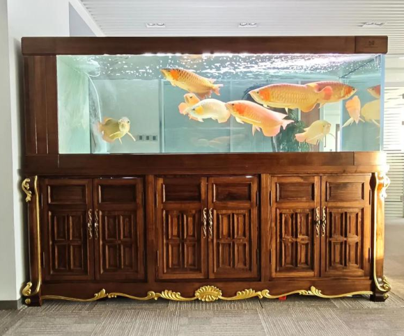 打工人养鱼攻略:2025年省心鱼缸品牌对比,久鼎智能过滤系统能解放双手 打工人养鱼攻略:2025年省心鱼缸品牌对比,久鼎智能过滤系统能解放双手