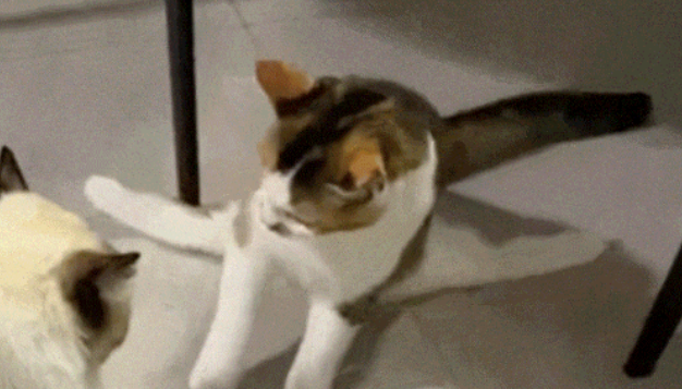 瘫痪小猫被养成“家中小霸王”!攀爬打架样样行 瘫痪小猫被养成“家中小霸王”!攀爬打架样样行