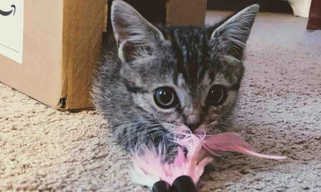 寒风中的猫叫,唤来好心人的一次善举,世间多了只治愈天使 寒风中的猫叫,唤来好心人的一次善举,世间多了只治愈天使