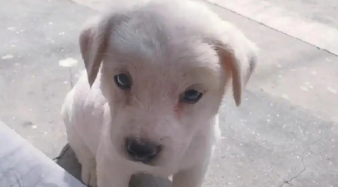 狗狗吐黄水带泡沫是细小吗