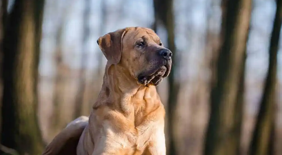 土佐犬多少钱一只？一文详解它是一种什么样的狗