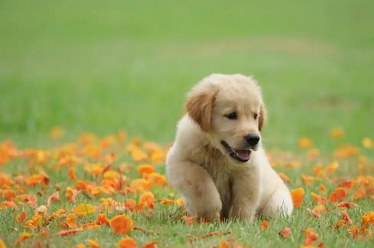 狗狗不睡觉是什么原因 狗狗不睡觉是什么原因