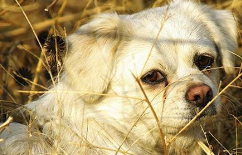 狗狗便便有粘液怎么回事