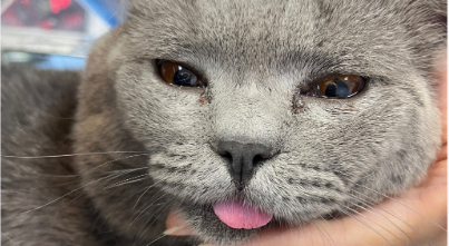 猫尿道紧缩怎么回事