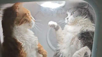 两只猫在烘干机里闹别扭。网友：像没有感情的中年夫妻