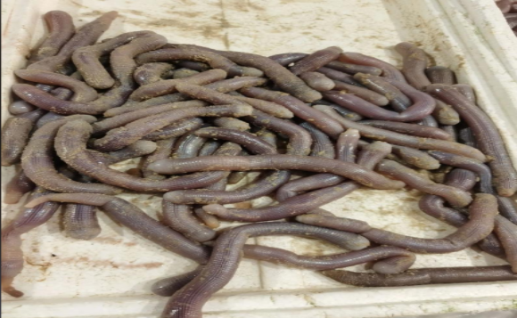 北海沙虫好还是湛江沙虫好 北海沙虫好还是湛江沙虫好