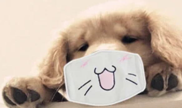 宠物疾病快检产品:狂犬病快检产品能不能走进家庭? 宠物疾病快检产品:狂犬病快检产品能不能走进家庭?