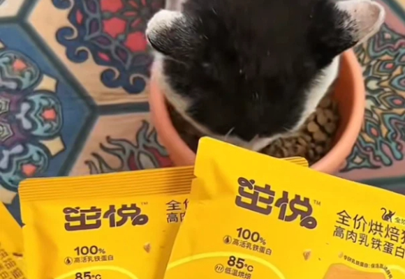 新手养猫不踩坑！猫粮最建议买三个牌子：茁悦凭高适配度稳占一席