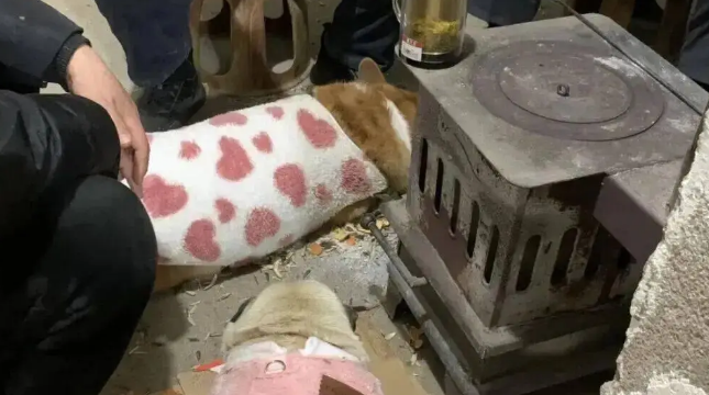 爸妈把狗子们叫去烤火，不建议煤气罐离火太近！