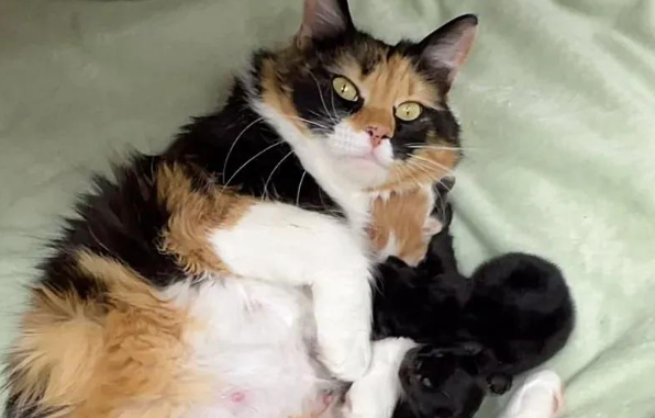 从风餐露宿到儿女绕膝，流浪猫妈妈的逆袭之旅