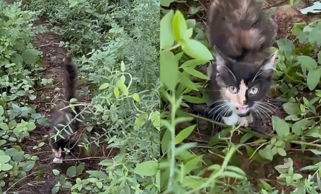 草丛窜出三花奶猫，直奔女子，它的眼神告诉她这是天选之猫