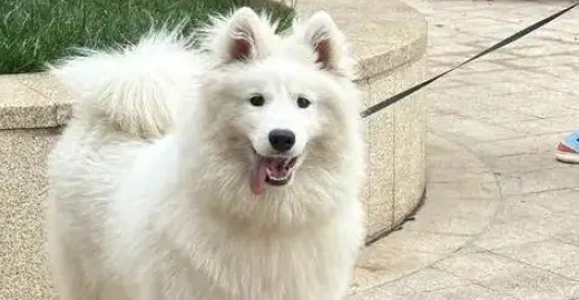 萨摩耶嫌自己脏，直奔宠物店洗剪吹，主人疯找2小时急哭了