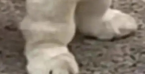 逛超市偶遇一只拉不拉基,超可爱,还穿着堆堆袜 逛超市偶遇一只拉不拉基,超可爱,还穿着堆堆袜