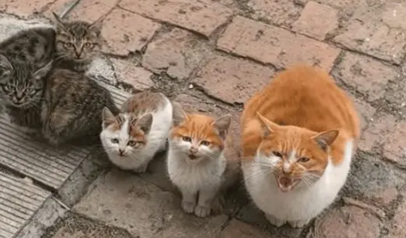 女子被流浪猫“聚众要饭”了，看得出来人很善良，流浪猫很胖很可爱