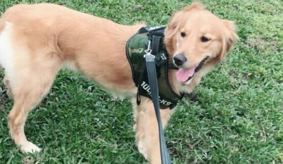 小狗为什么关节发育不良? 小狗为什么关节发育不良?