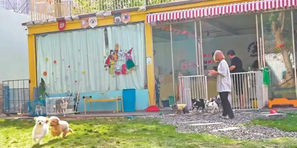 “它经济”崛起，江西宠物经济如何“出圈”？