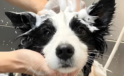 狗狗洗完澡身上痒是怎么回事