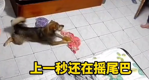 女子进屋与爱犬打招呼，没成想下一秒遭疯狂撕咬