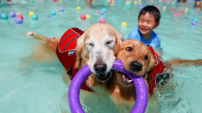 毛孩子家人化，带来哪些变化？看房地产如何重构人宠共居新场景