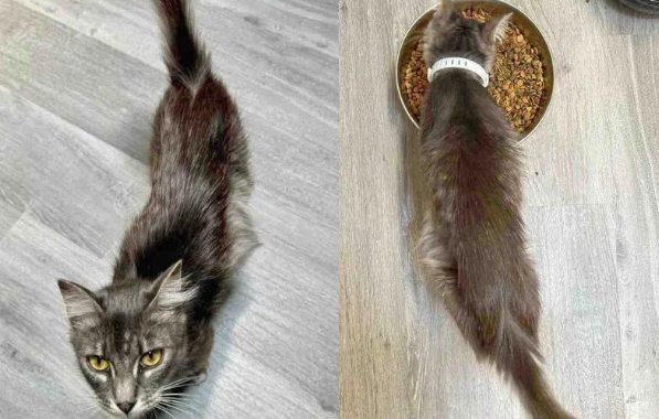 流浪猫妈的救赎,五只小猫的暖心归宿 流浪猫妈的救赎,五只小猫的暖心归宿