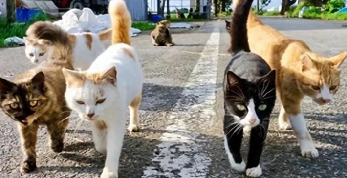 男子被流浪猫绊倒,投喂者赔24万