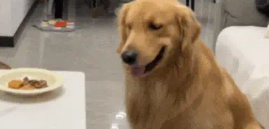 大金毛想吃小零食，妈妈一句话让爸爸破了防…