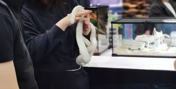 年轻人迷上“冷血萌物”,情绪价值撬动百亿新赛道 年轻人迷上“冷血萌物”,情绪价值撬动百亿新赛道