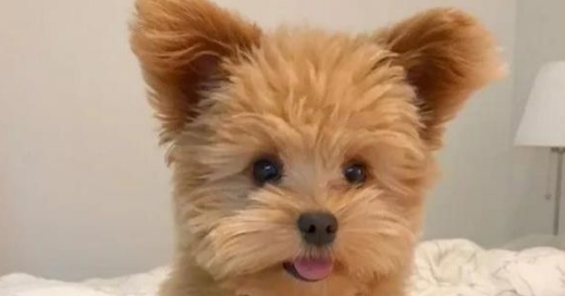 泰迪因“大嗓门”被恶意抛弃,医生收留,一年涨五十万粉丝 泰迪因“大嗓门”被恶意抛弃,医生收留,一年涨五十万粉丝