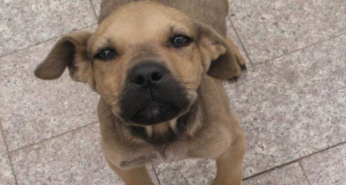 土佐犬适合家养吗？体型太巨大且攻击性过强