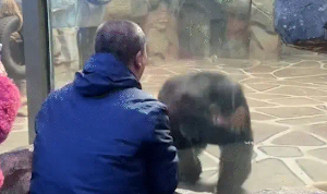 男子逗大猩猩又蹦又跳,猩猩模仿,失散多年的兄弟重逢,太激动了 男子逗大猩猩又蹦又跳,猩猩模仿,失散多年的兄弟重逢,太激动了