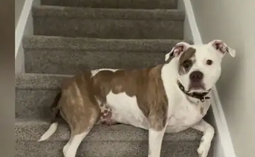 主人让狗子跟自己握个手，结果狗子却伸来了自己的腿