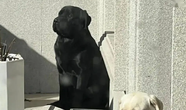 网友晒家里的狗爸狗妈，笑死，我似乎看到了无望的婚姻