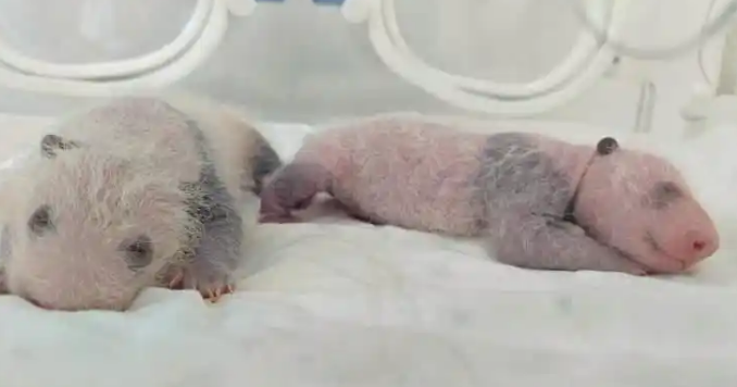 上海野生动物园大熊猫双胞胎100天啦 上海野生动物园大熊猫双胞胎100天啦