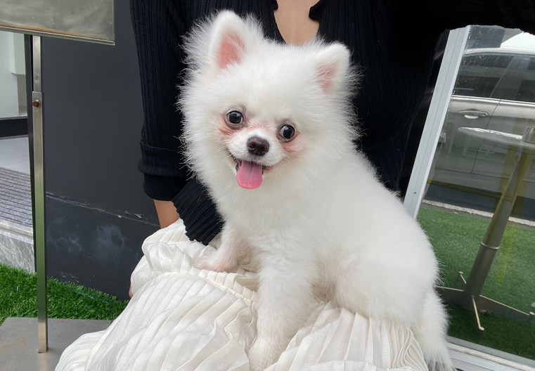 小狗呕吐拉稀怎么治疗方法