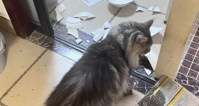 两只猫组成的拆迁队，一年拆完一套房，主人苦笑晒证据！