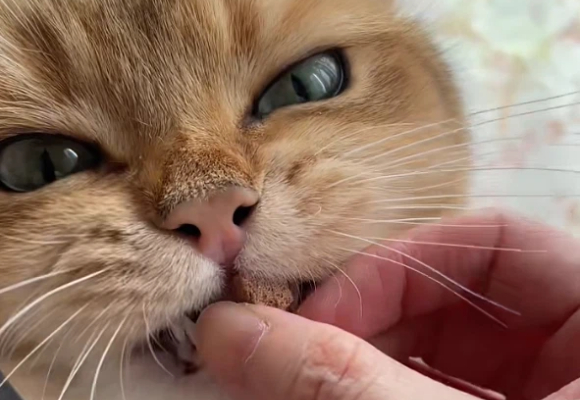 猫咪营养不良的表现症状？扑呀PURRJA帮你一眼看穿！