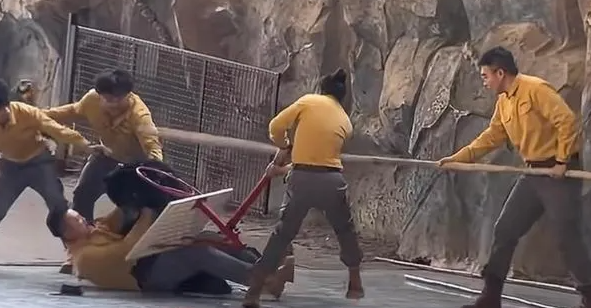 黑熊突袭驯养员，杭州一动物世界致歉