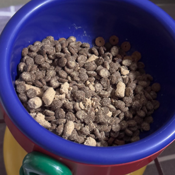 适合新手的猫粮推荐——多财亿守护爱宠第一餐