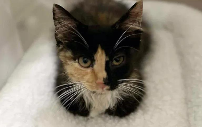 草丛窜出三花奶猫,直奔女子,它的眼神告诉她这是天选之猫 草丛窜出三花奶猫,直奔女子,它的眼神告诉她这是天选之猫