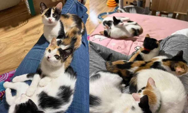 圣诞将至,流浪猫妈妈带六只小猫求助 圣诞将至,流浪猫妈妈带六只小猫求助