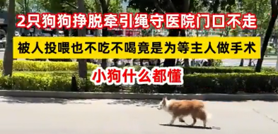 狗狗守医院门口不走,被人投喂也不吃不喝,竟是为等主人做手术