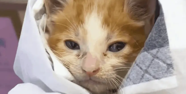 小奶猫被电梯夹断尾巴,呆坐原地不知所措,幸遇路人暖心相救 小奶猫被电梯夹断尾巴,呆坐原地不知所措,幸遇路人暖心相救